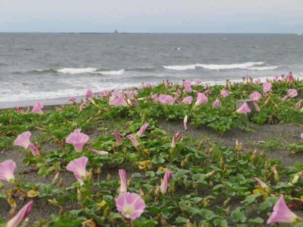 茅ヶ崎の海写真 @ 2024/05/06